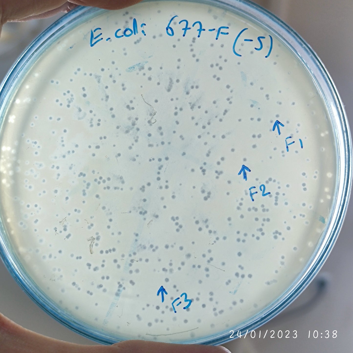 Escherichia coli bacteriophage 100677F