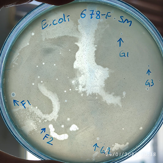 Escherichia coli bacteriophage 100678F