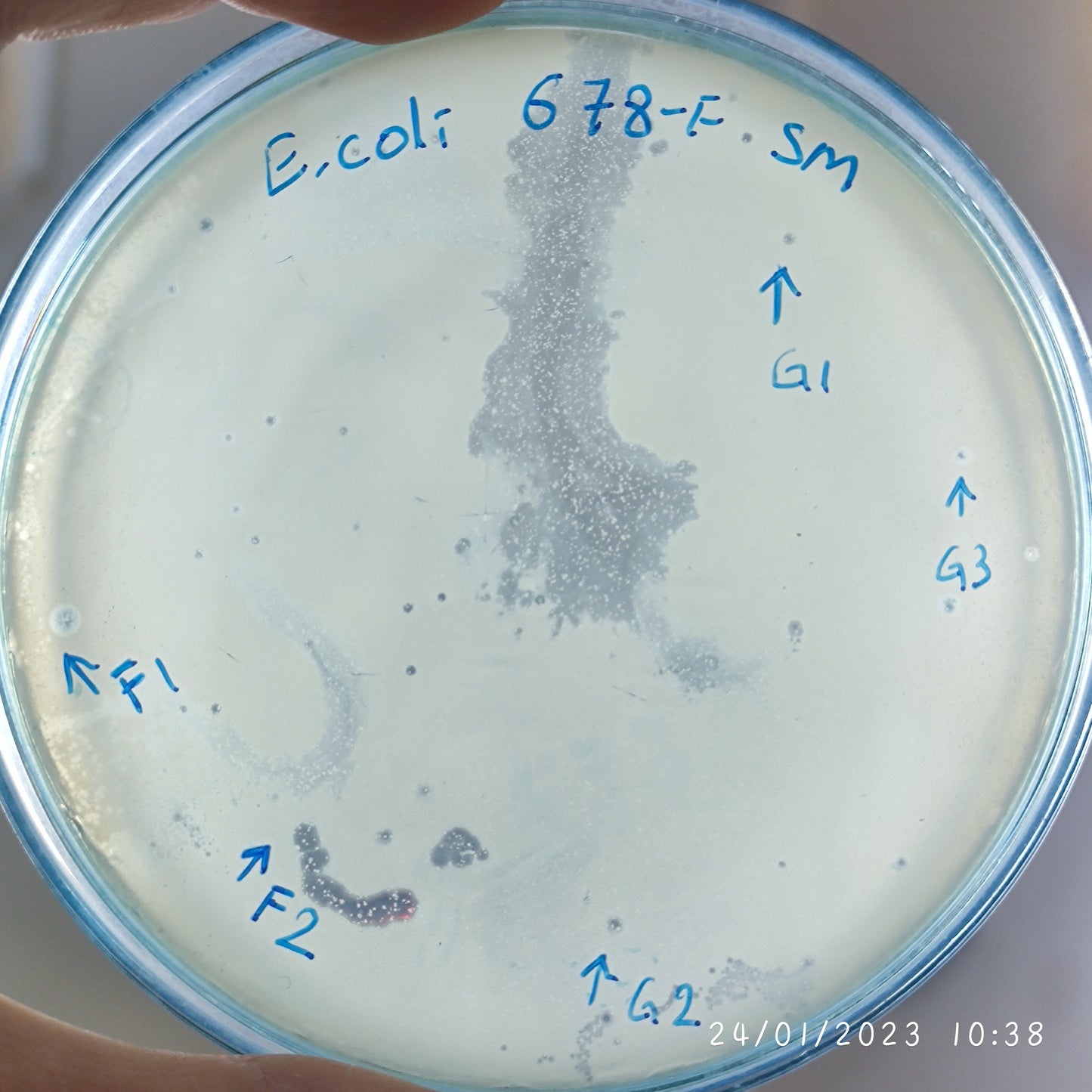 Escherichia coli bacteriophage 100678G