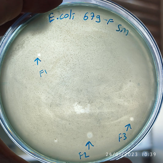 Escherichia coli bacteriophage 100679F