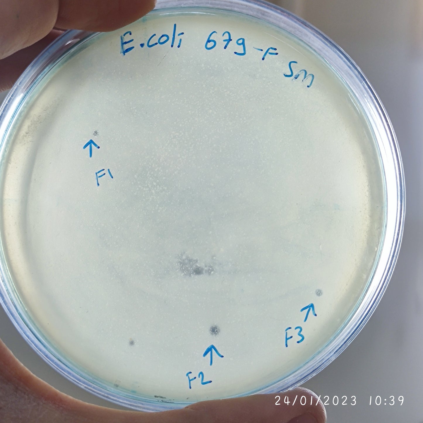 Escherichia coli bacteriophage 100679F