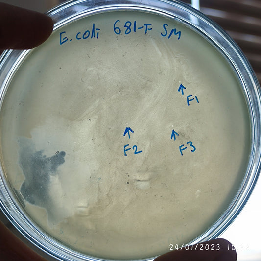 Escherichia coli bacteriophage 100681F