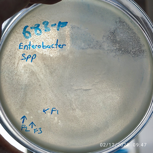 Enterobacter bacteriophage 200683F