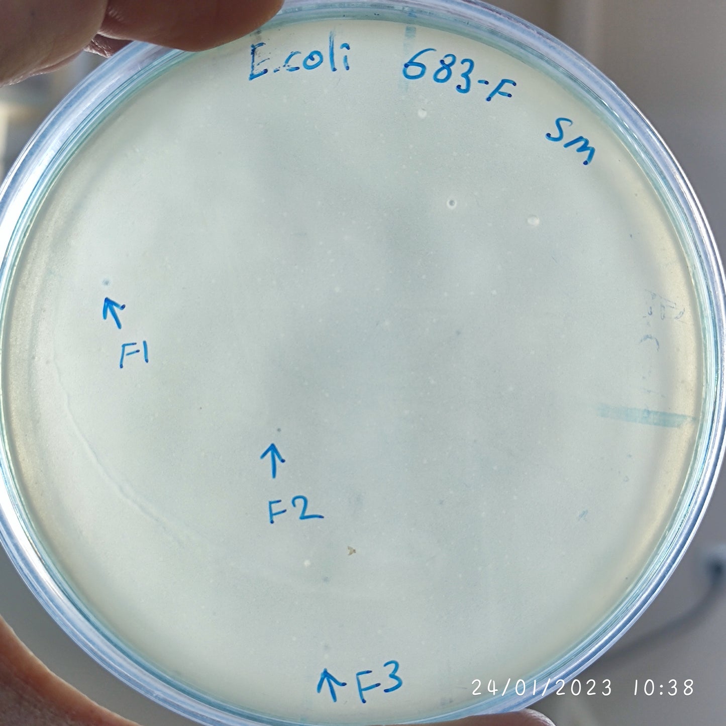 Escherichia coli bacteriophage 100683F