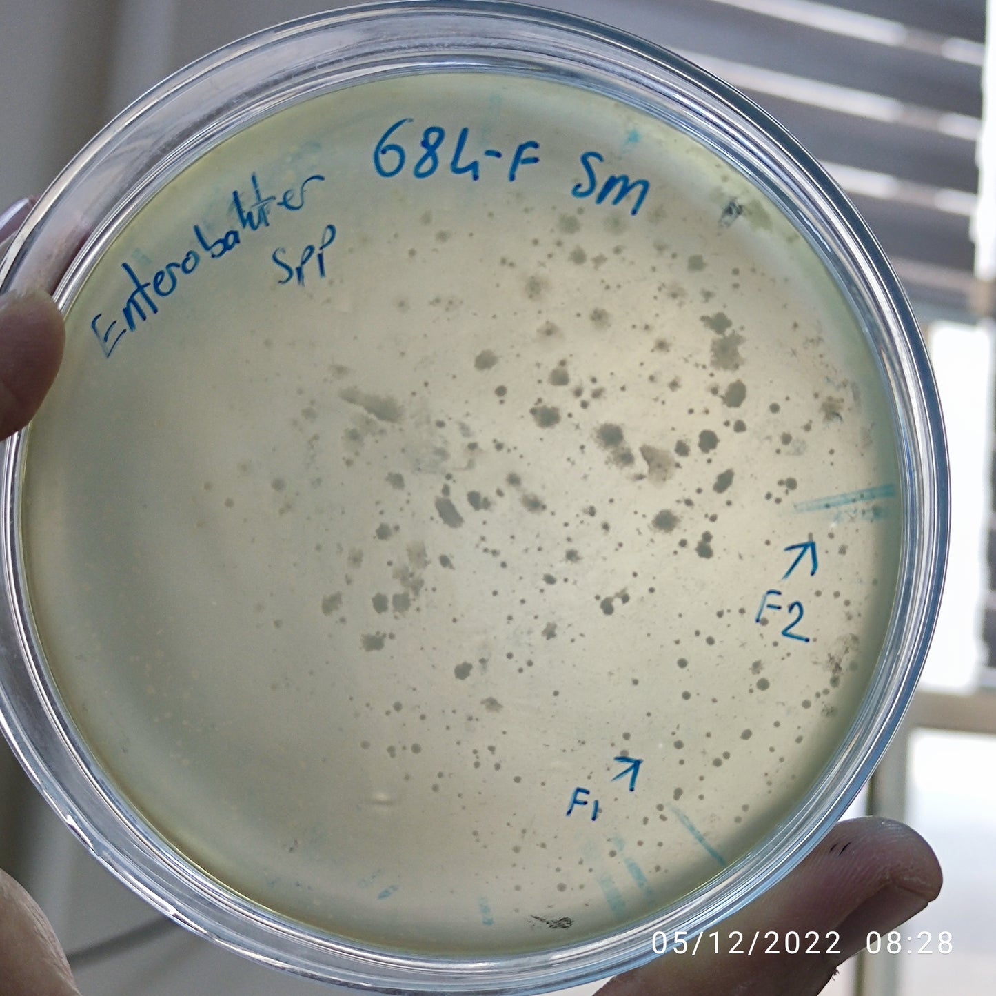 Enterobacter bacteriophage 200684F