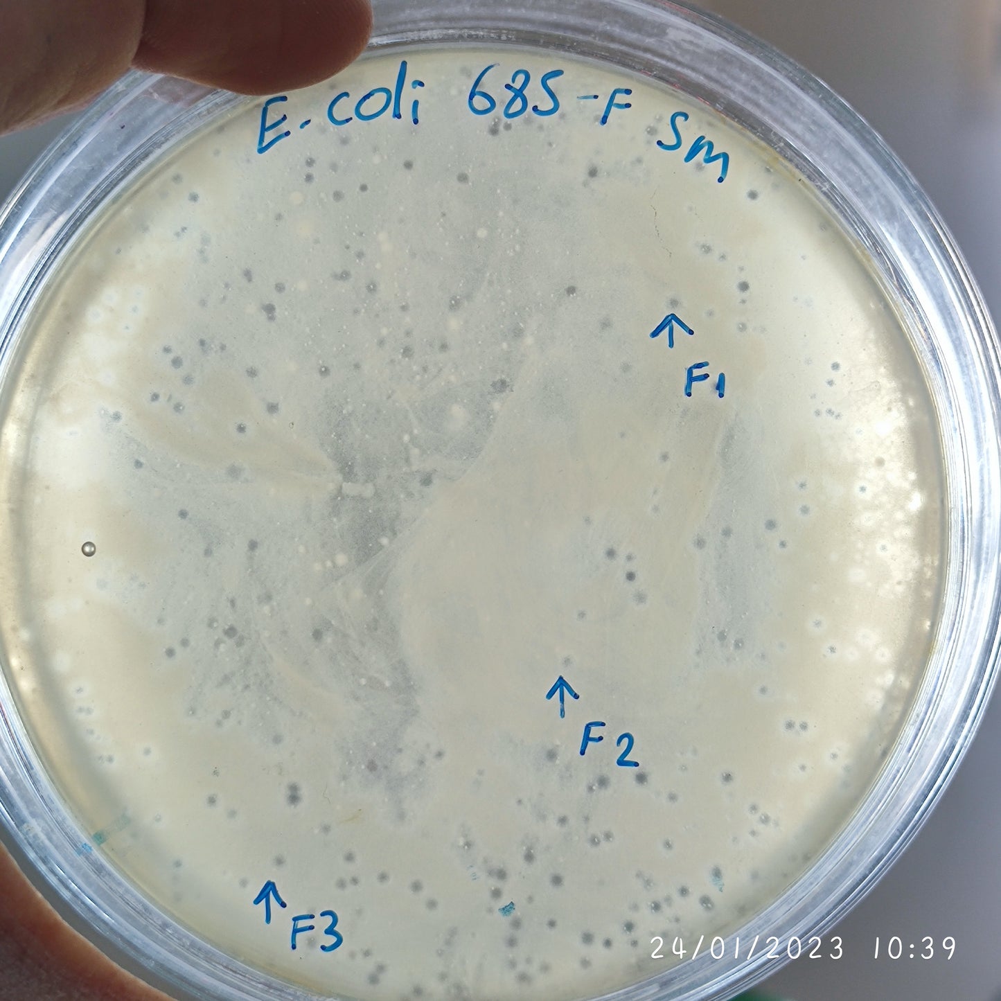 Escherichia coli bacteriophage 100685F