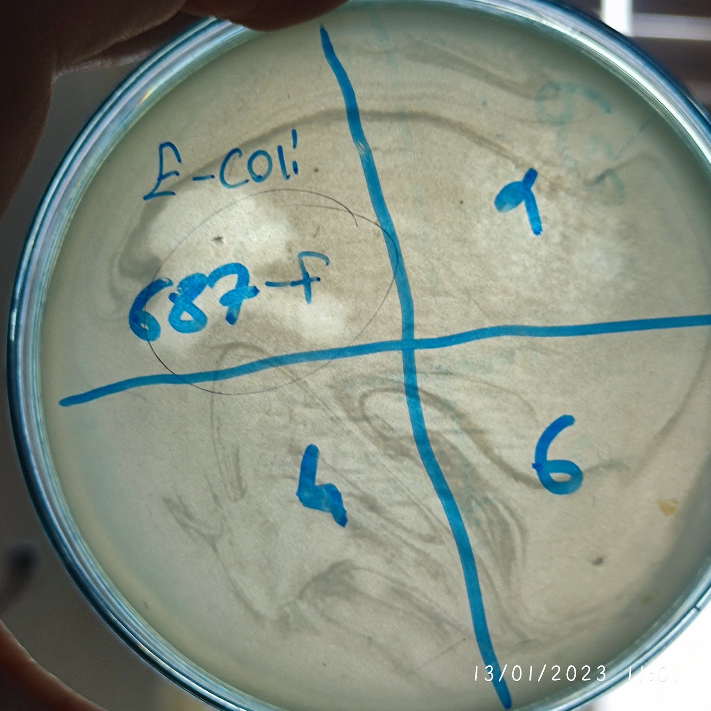 Escherichia coli bacteriophage 100687F