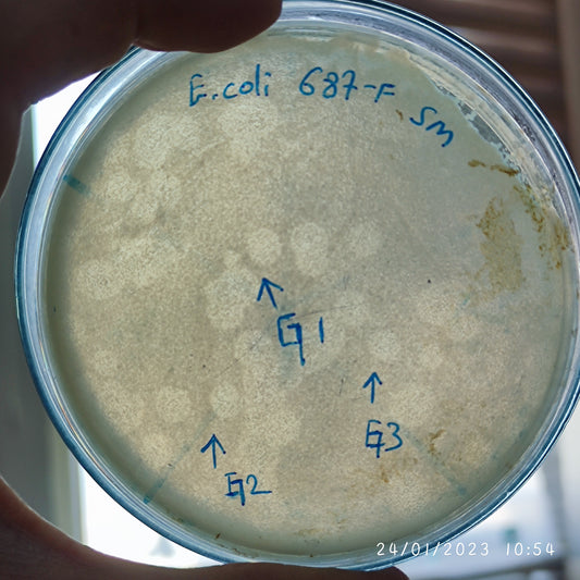 Escherichia coli bacteriophage 100687G