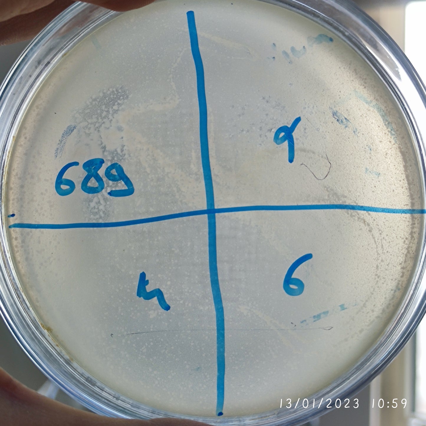 Escherichia coli bacteriophage 100689F