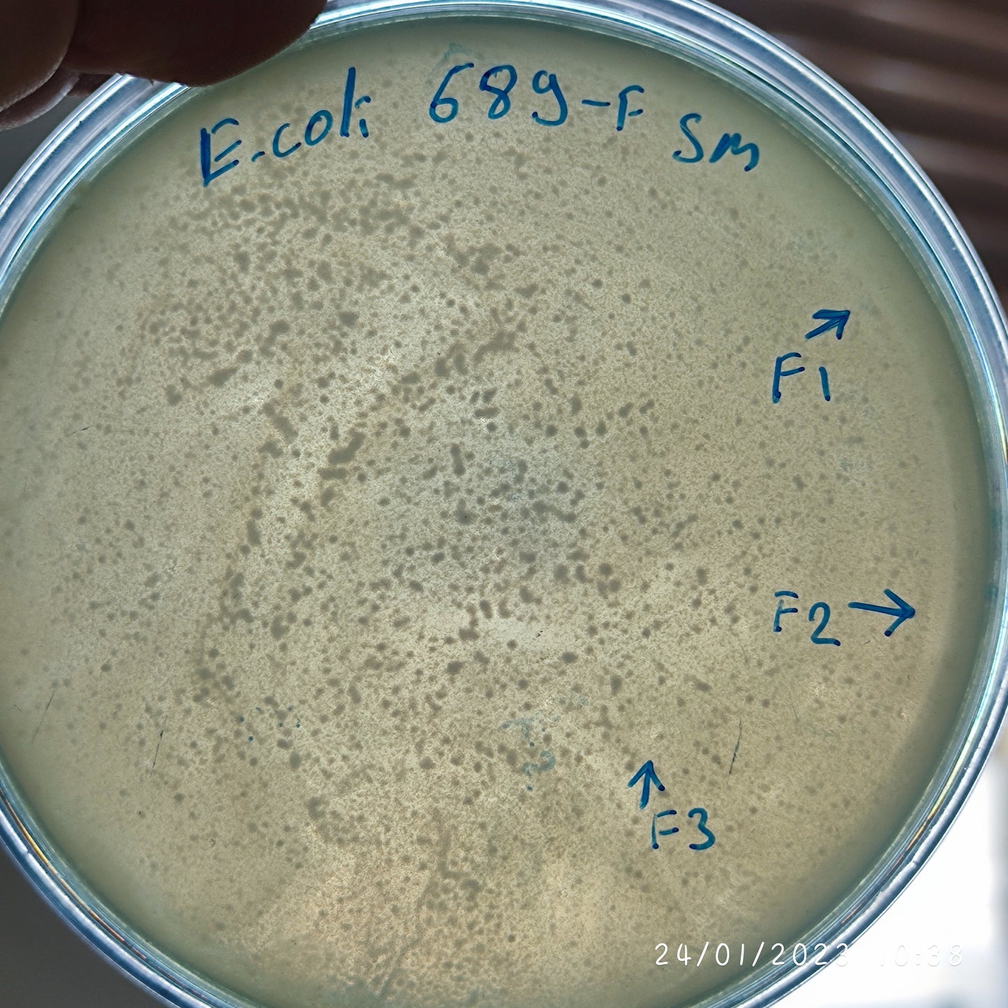 Escherichia coli bacteriophage 100689F