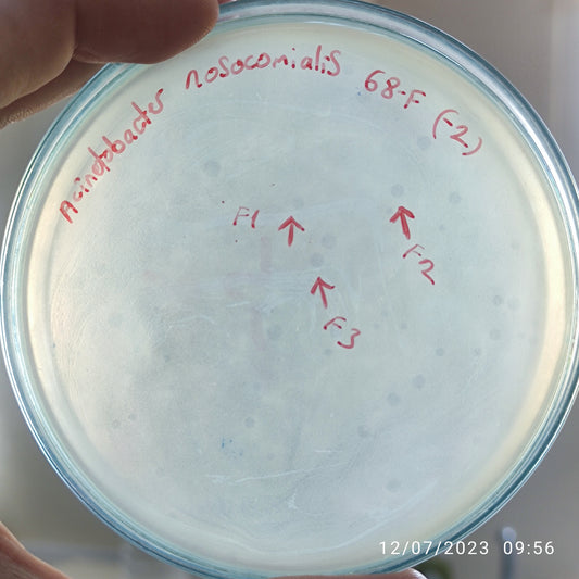 Acinetobacter nosocomialis bacteriophage 128068F