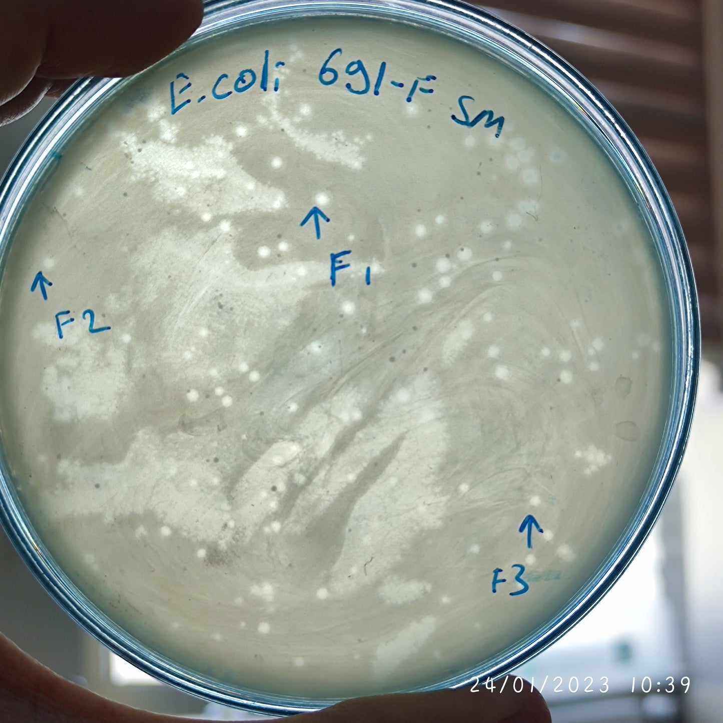 Escherichia coli bacteriophage 100691F