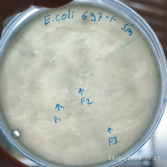 Escherichia coli bacteriophage 100697F