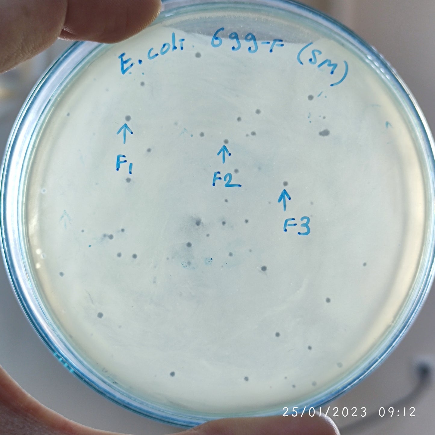 Escherichia coli bacteriophage 100699F