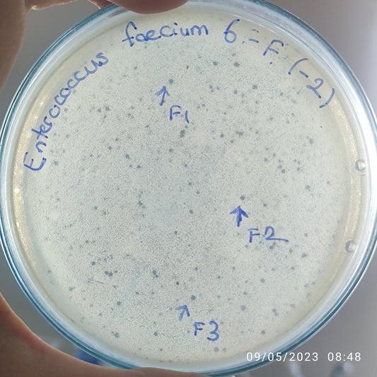 Enterococcus faecium bacteriophage 110006F
