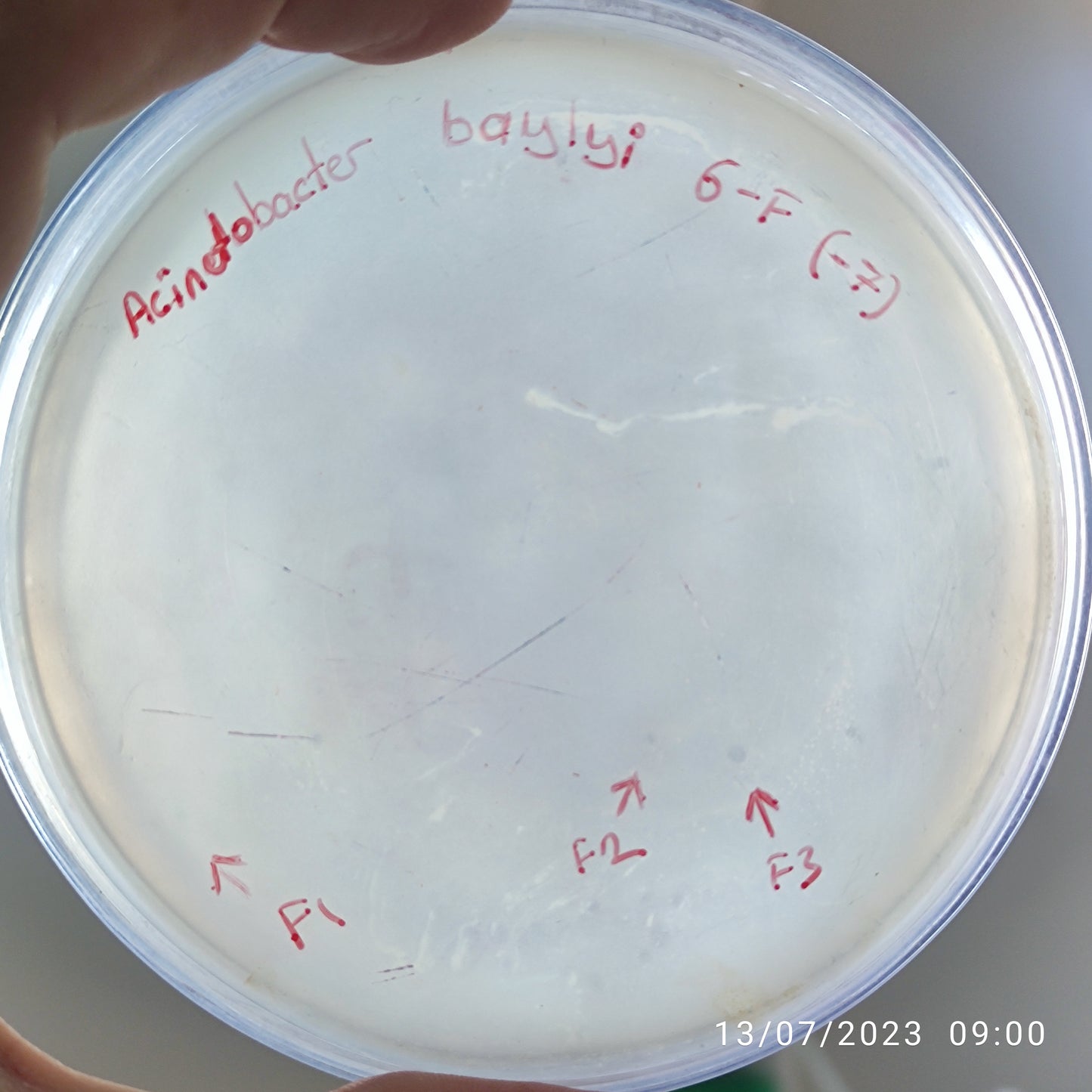 Acinetobacter baylyi bacteriophage 128006F