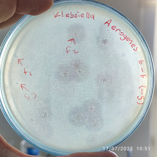 Klebsiella aerogenes bacteriophage 188006F