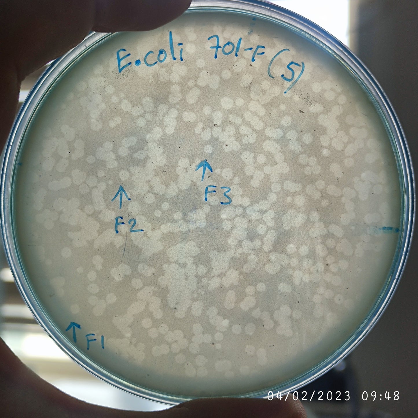 Escherichia coli bacteriophage 100701F