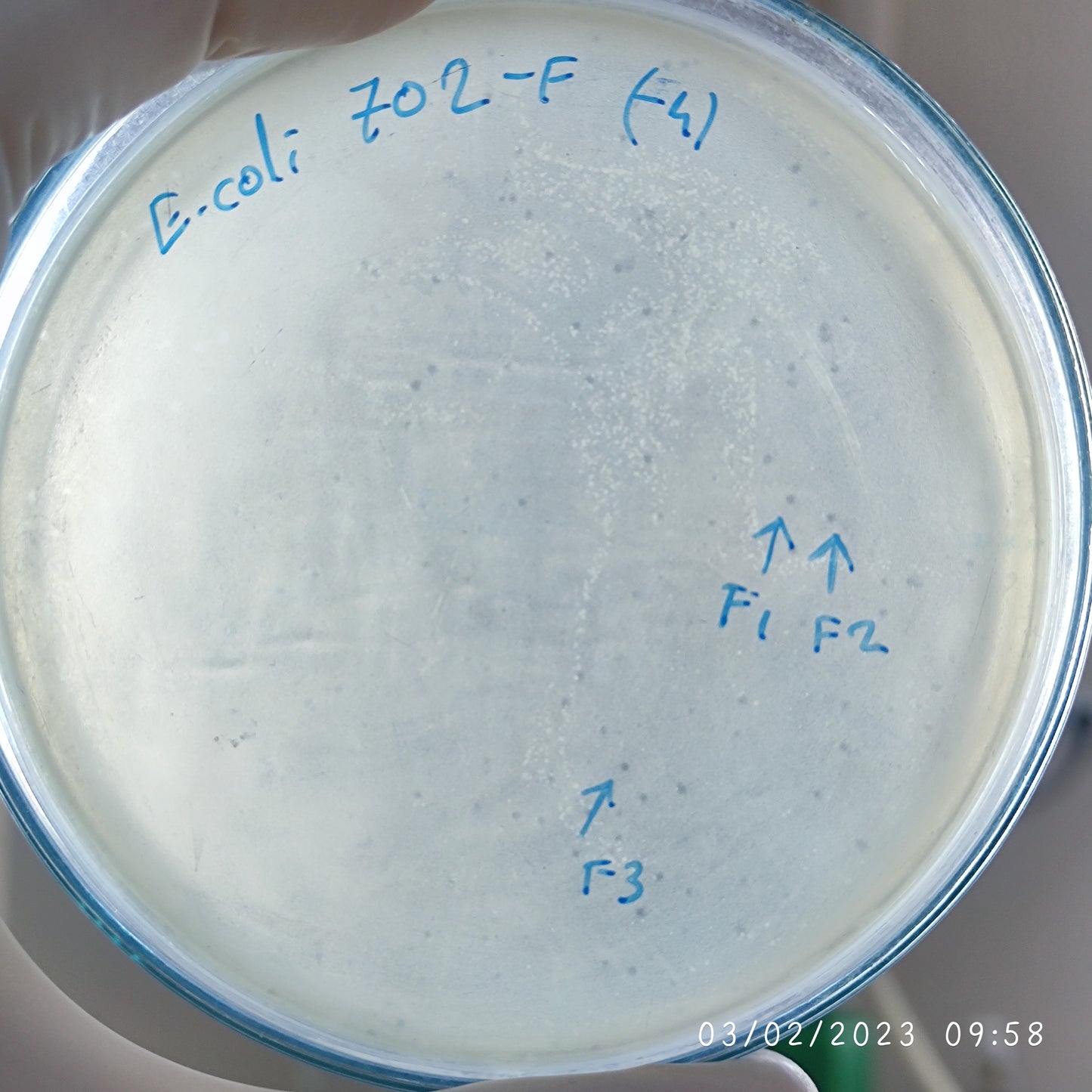 Escherichia coli bacteriophage 100702F