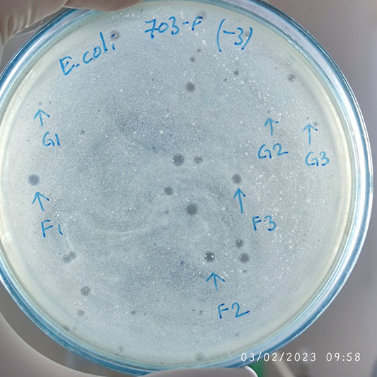 Escherichia coli bacteriophage 100703F