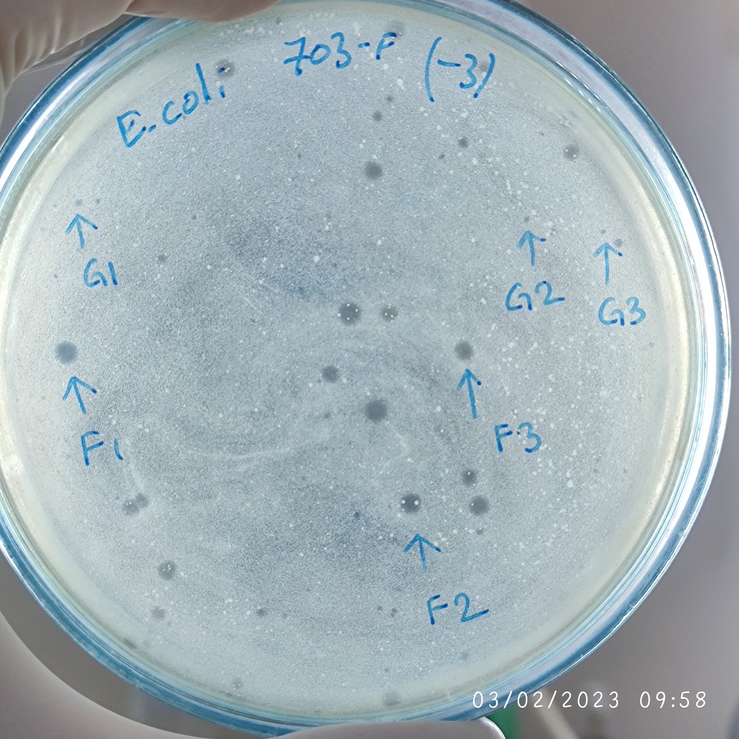 Escherichia coli bacteriophage 100703G