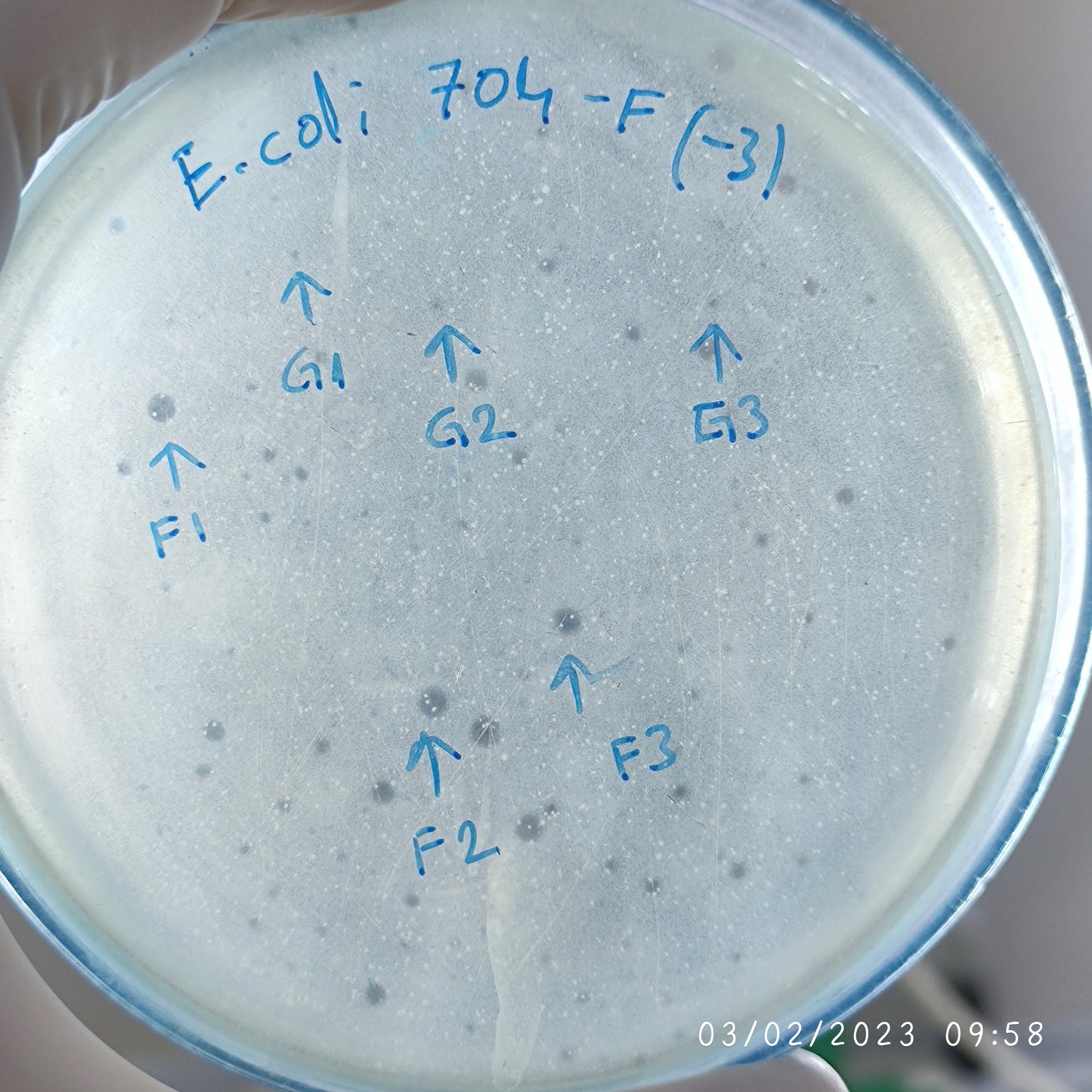 Escherichia coli bacteriophage 100704F