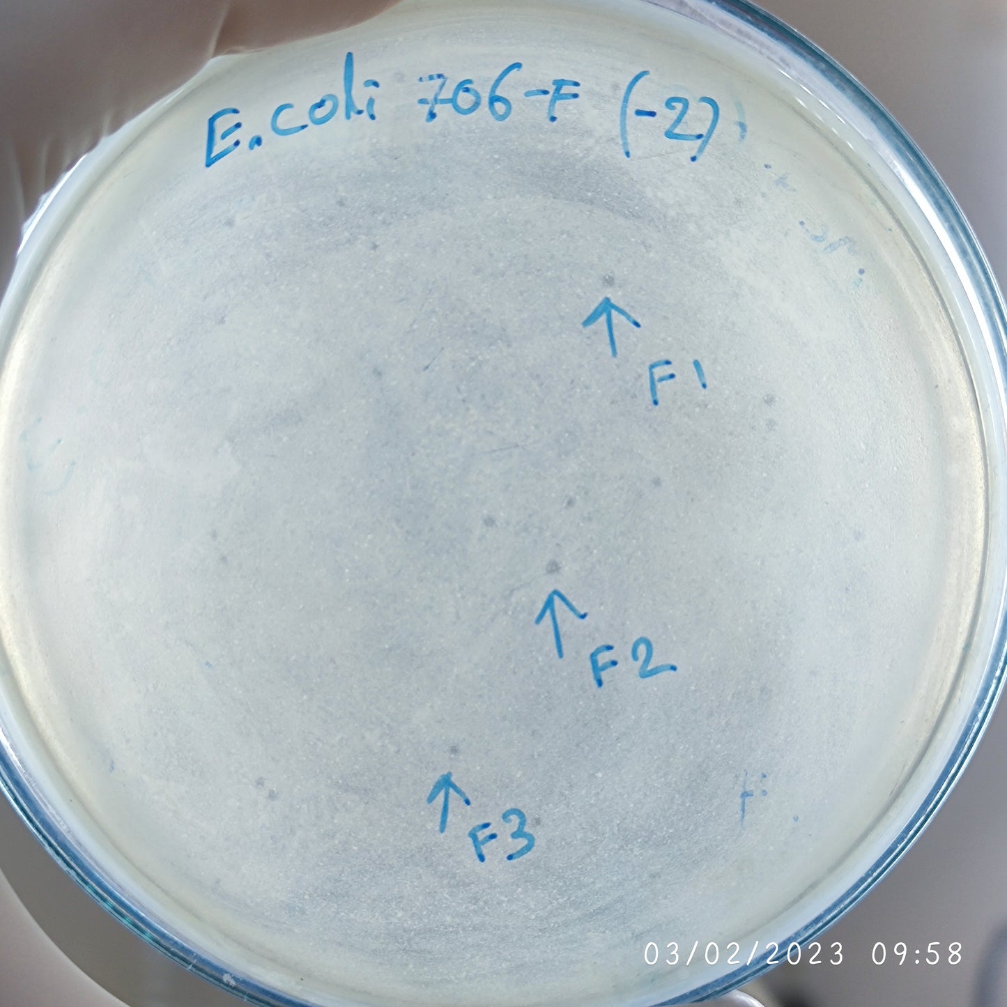 Escherichia coli bacteriophage 100706F