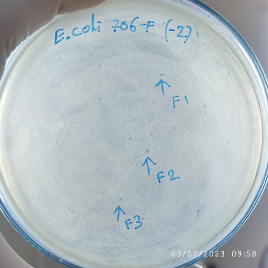 Escherichia coli bacteriophage 100706F