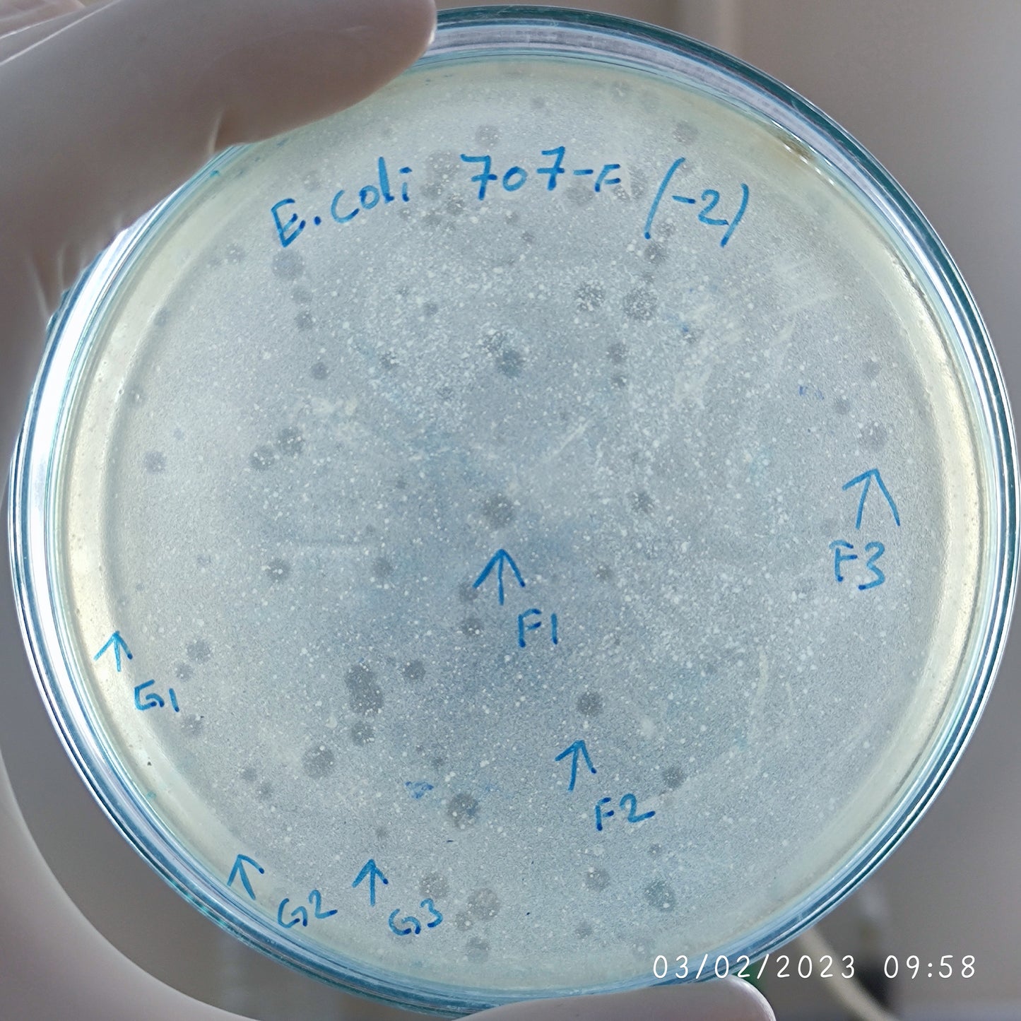 Escherichia coli bacteriophage 100707F