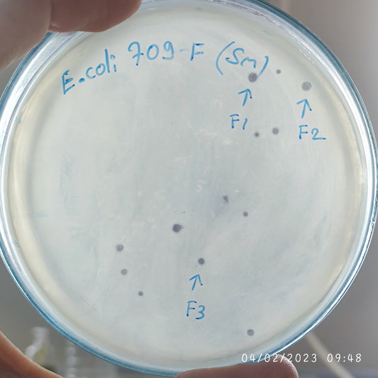 Escherichia coli bacteriophage 100709F