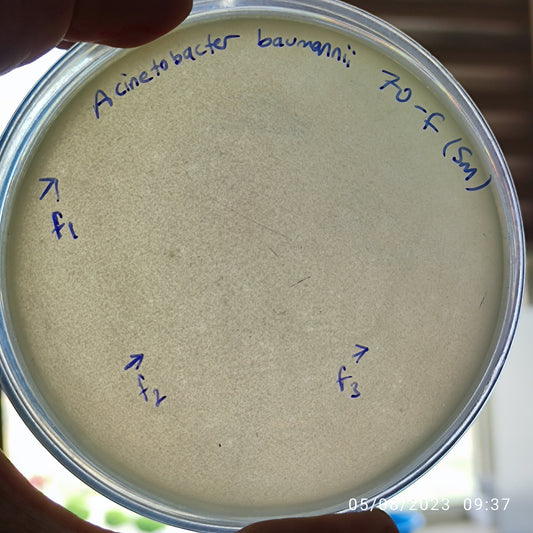 Acinetobacter baumannii bacteriophage 120070F