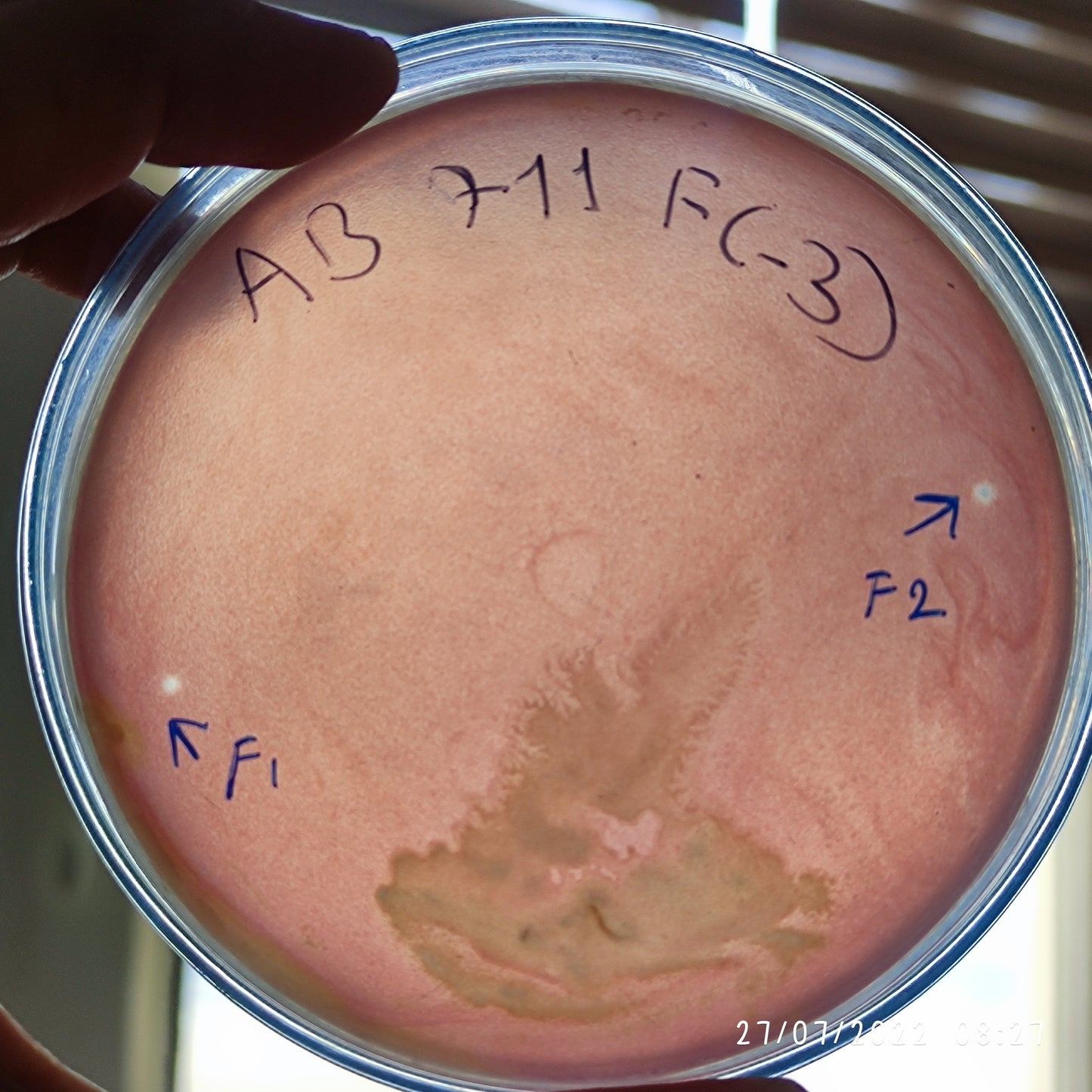 Acinetobacter baumannii bacteriophage 120711F