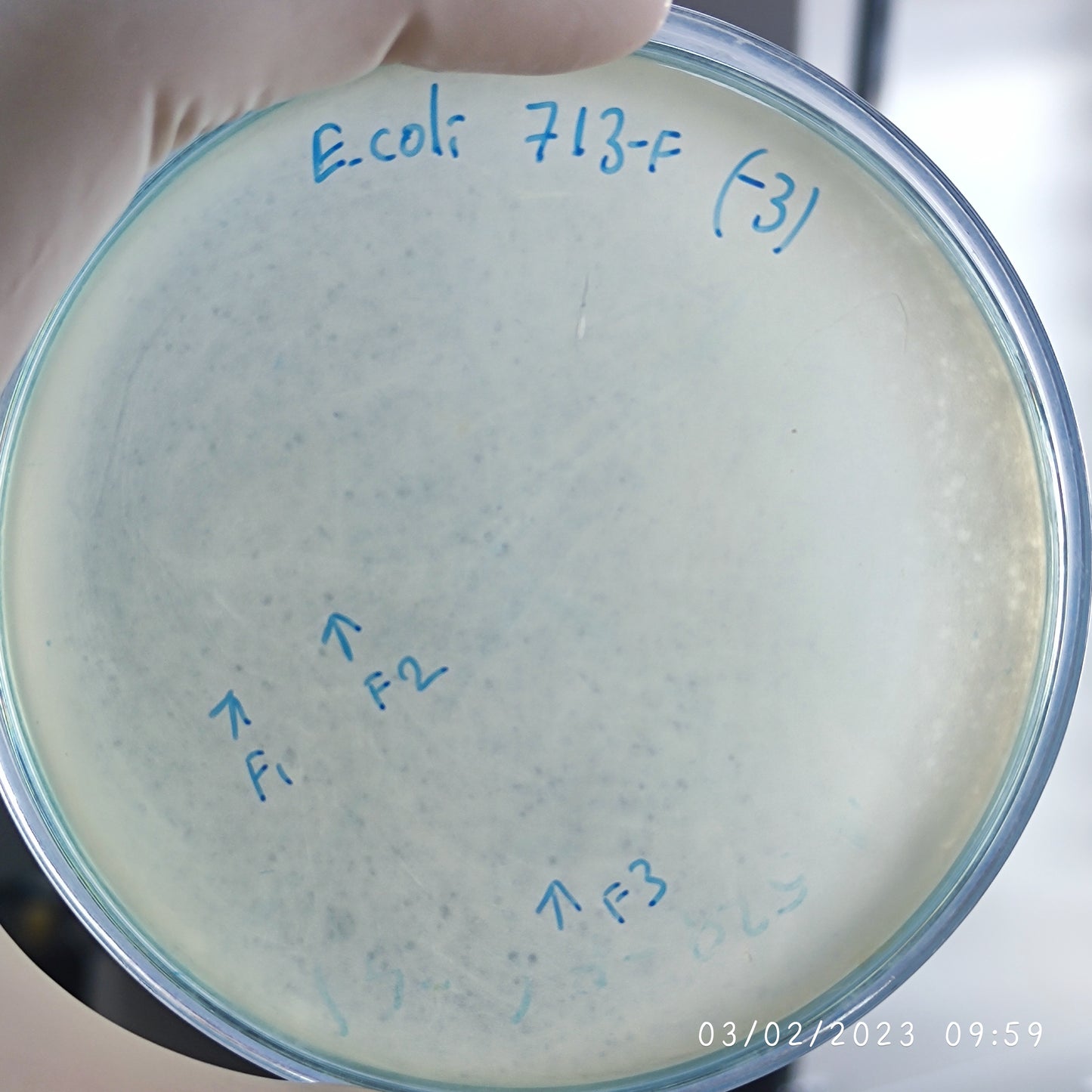 Escherichia coli bacteriophage 100713F