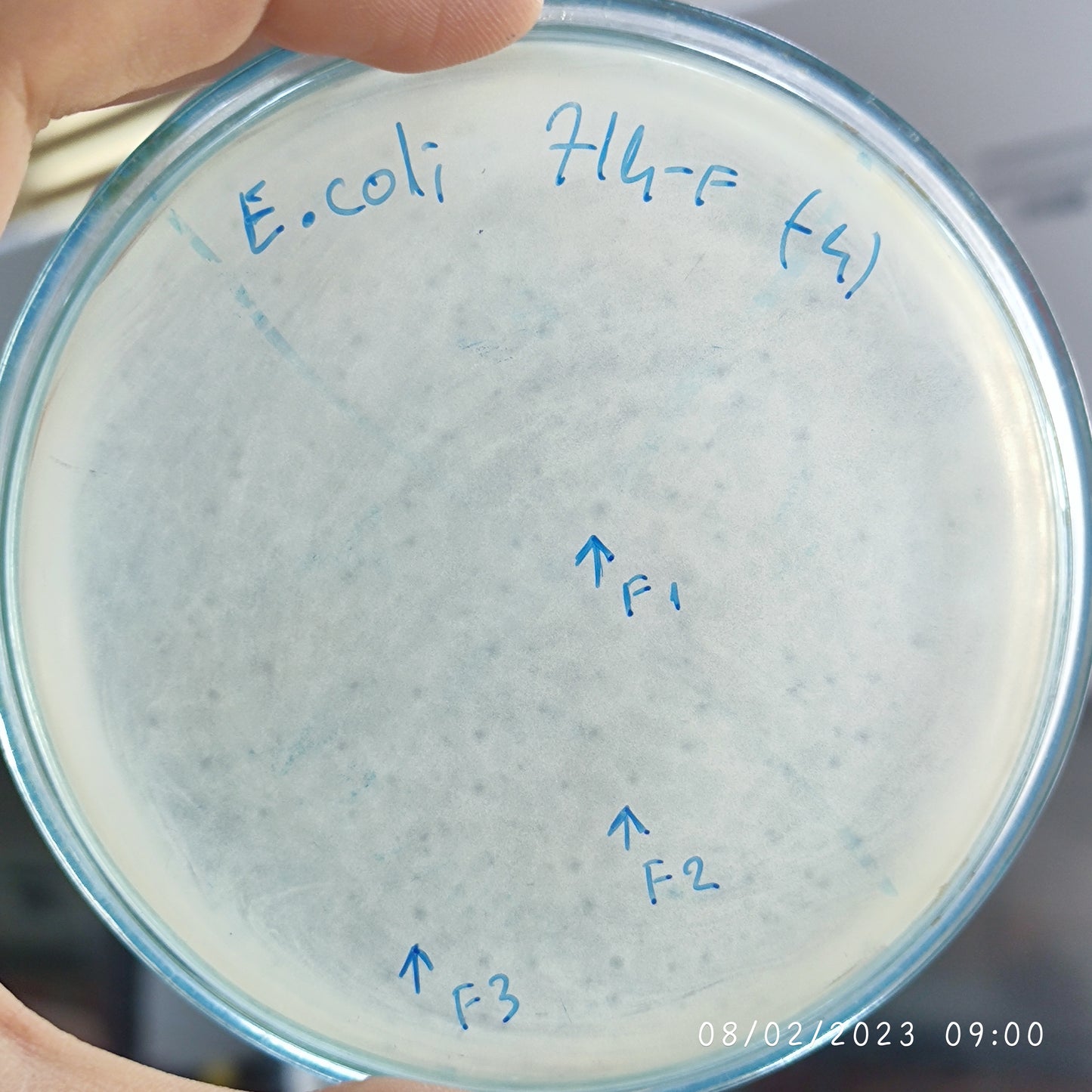 Escherichia coli bacteriophage 100714F