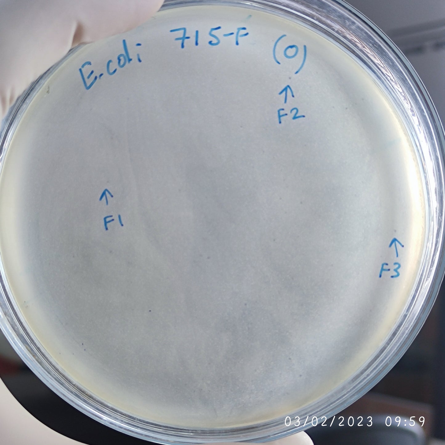 Escherichia coli bacteriophage 100715F