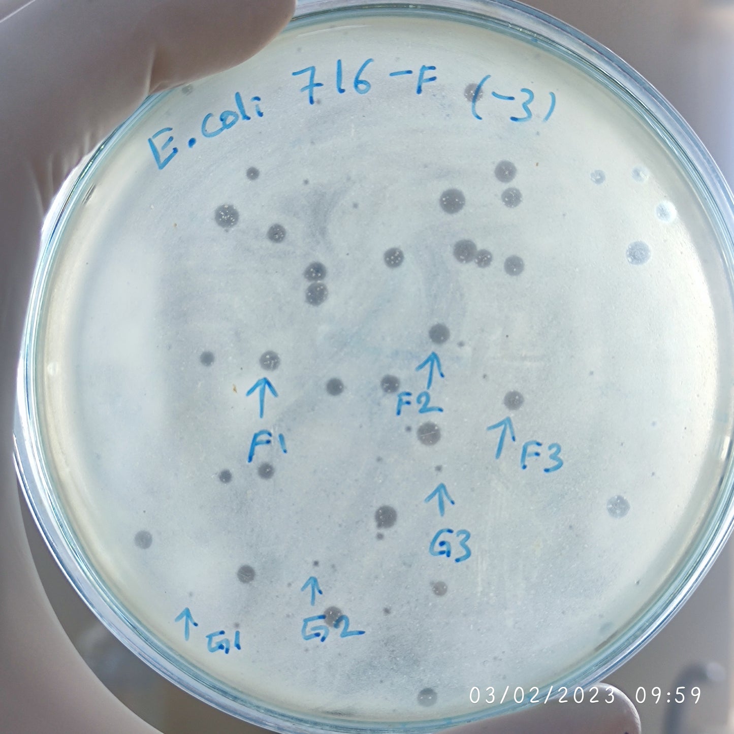 Escherichia coli bacteriophage 100716F