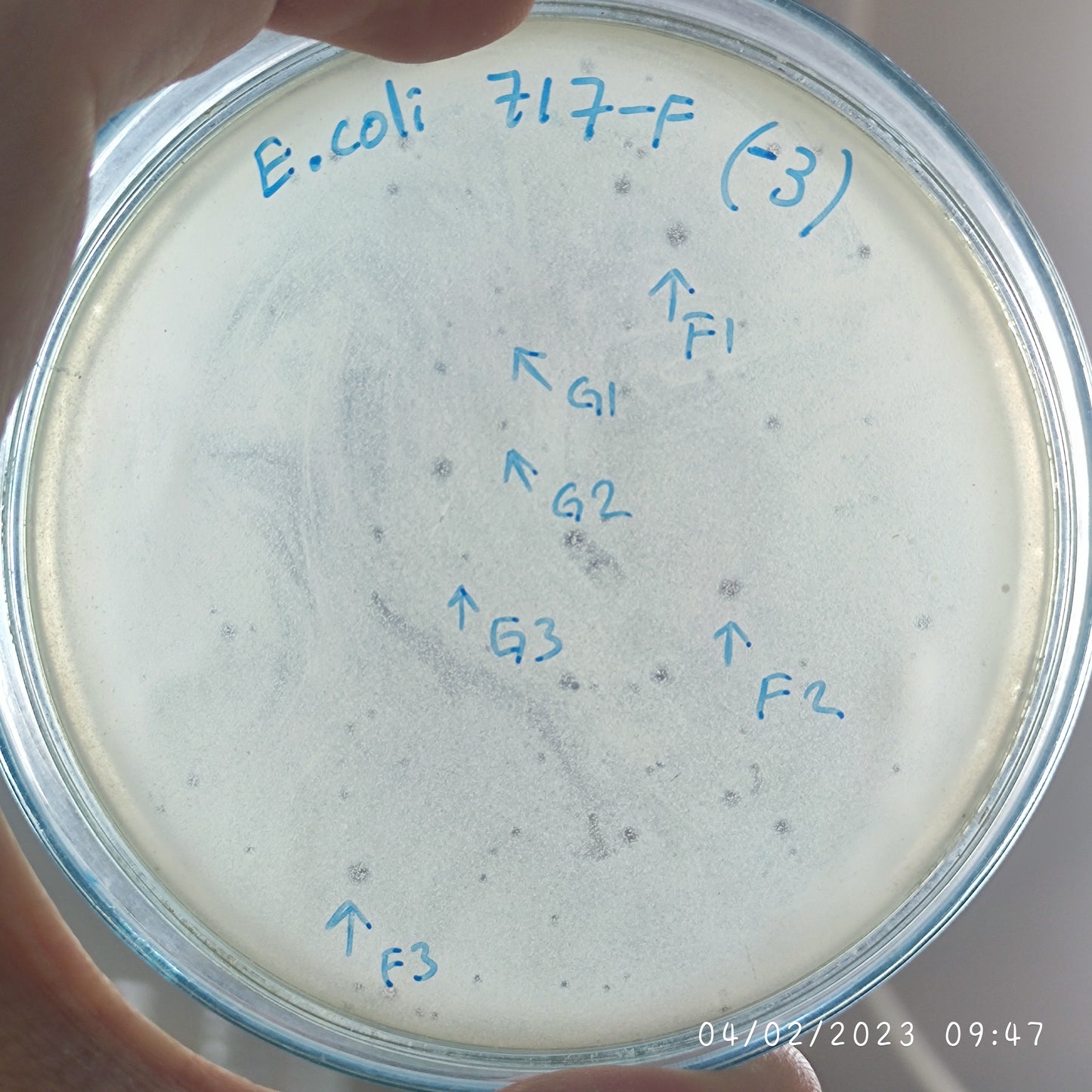 Escherichia coli bacteriophage 100717F