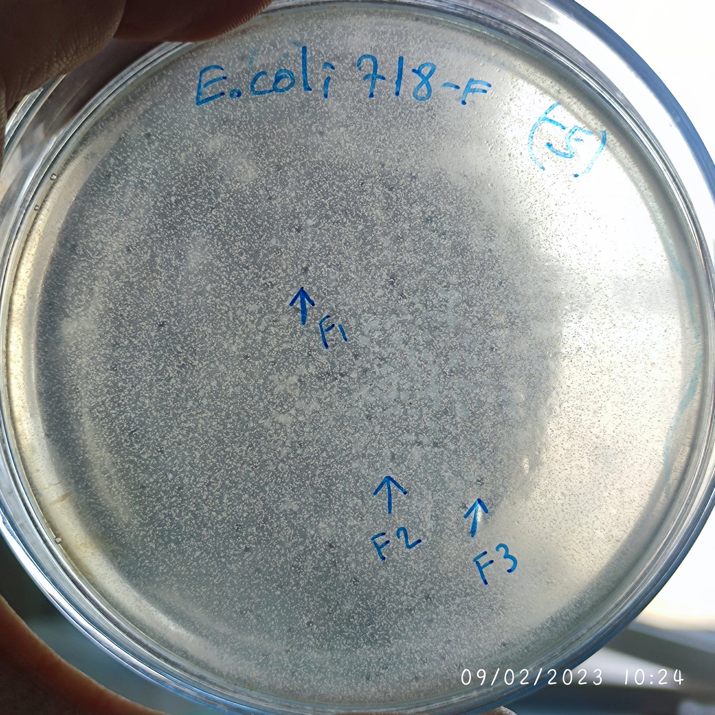 Escherichia coli bacteriophage 100718F