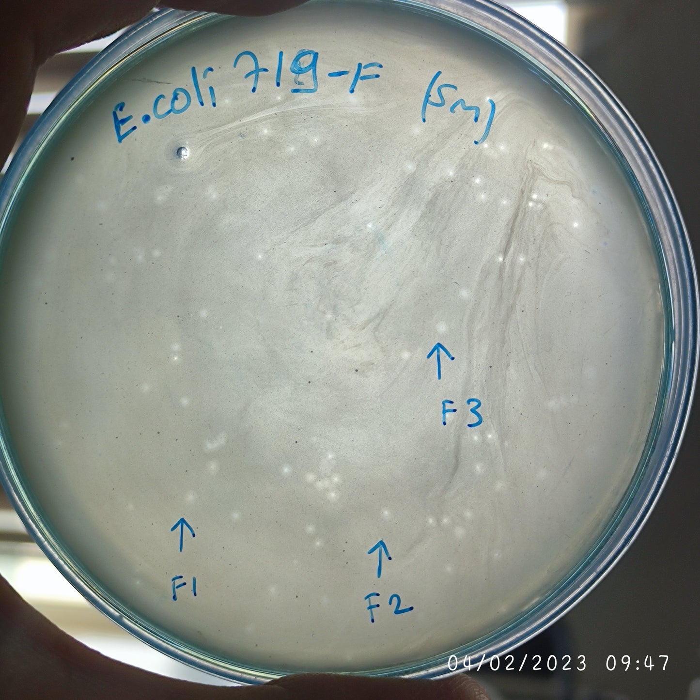 Escherichia coli bacteriophage 100719F