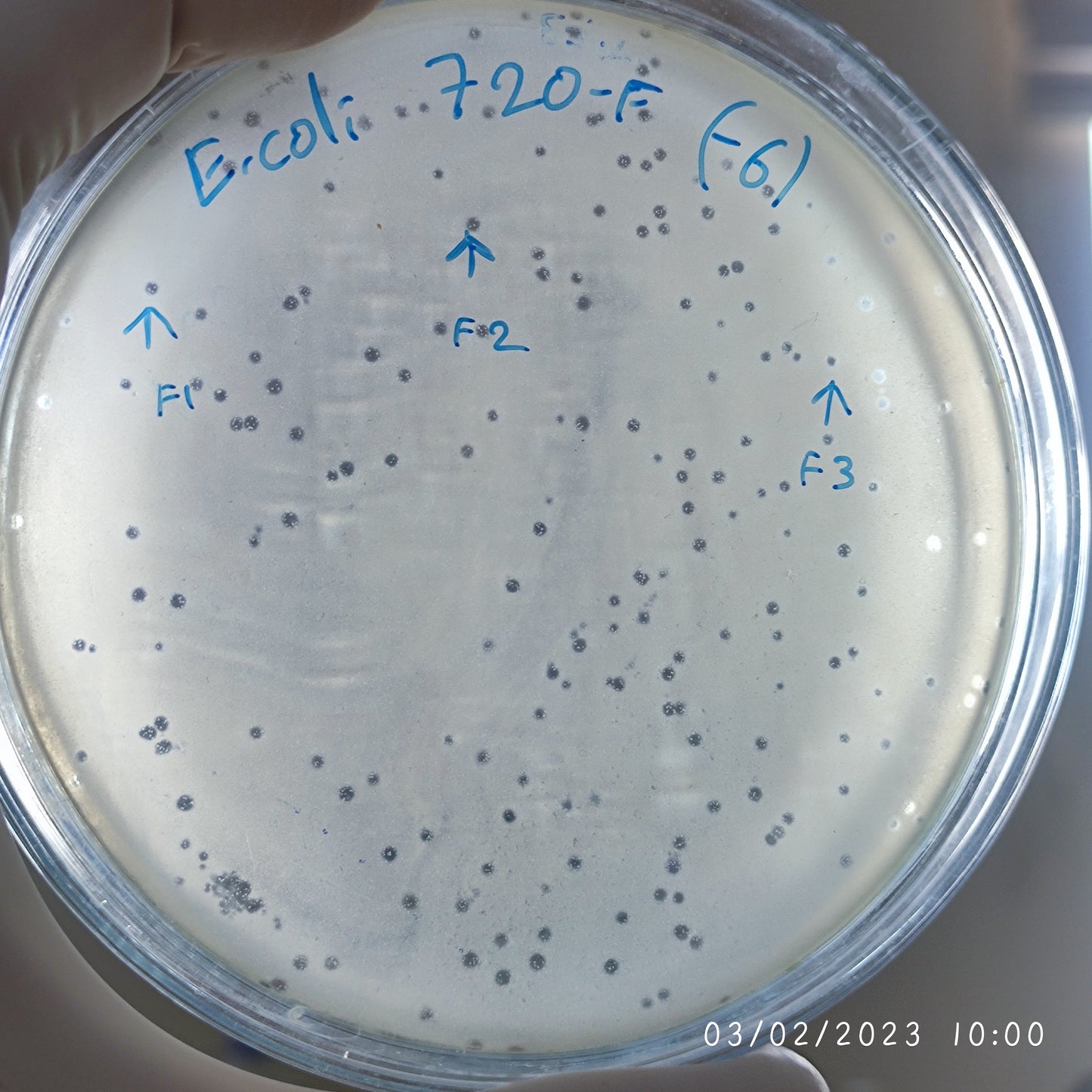 Escherichia coli bacteriophage 100720F