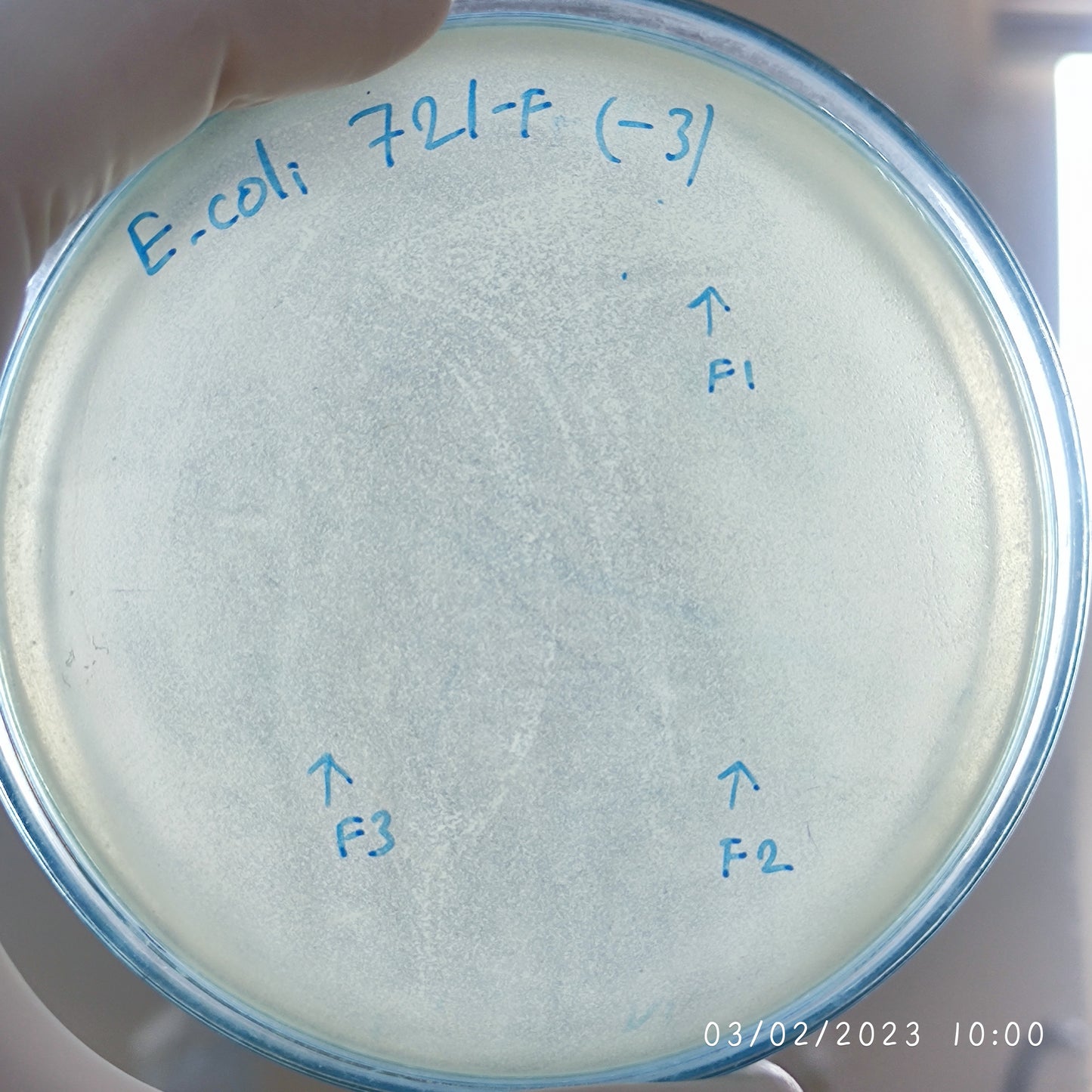 Escherichia coli bacteriophage 100721F