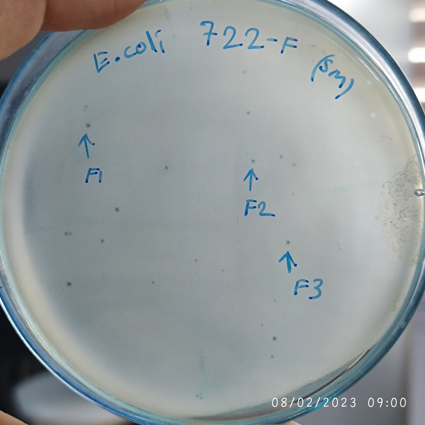 Escherichia coli bacteriophage 100722F