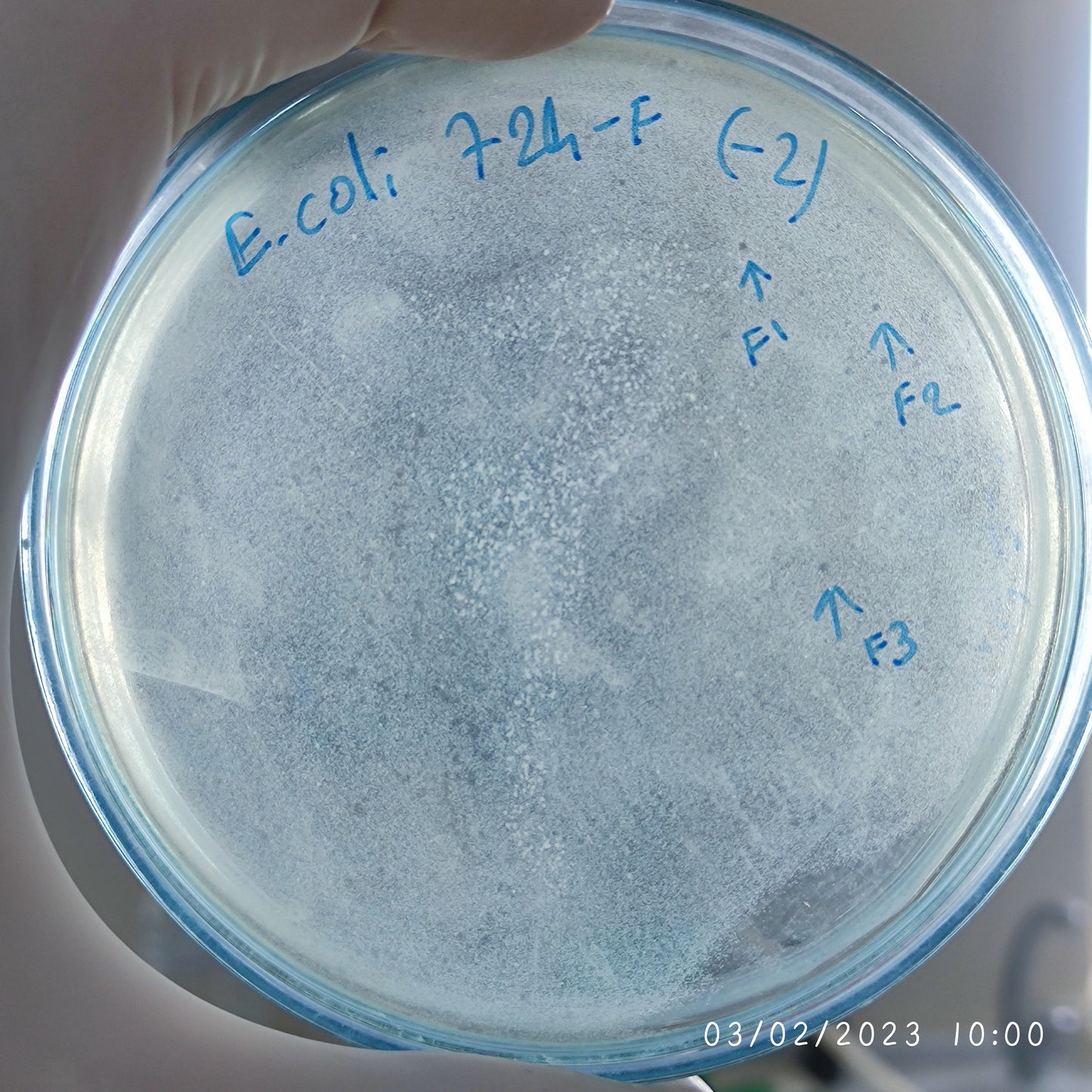 Escherichia coli bacteriophage 100724F