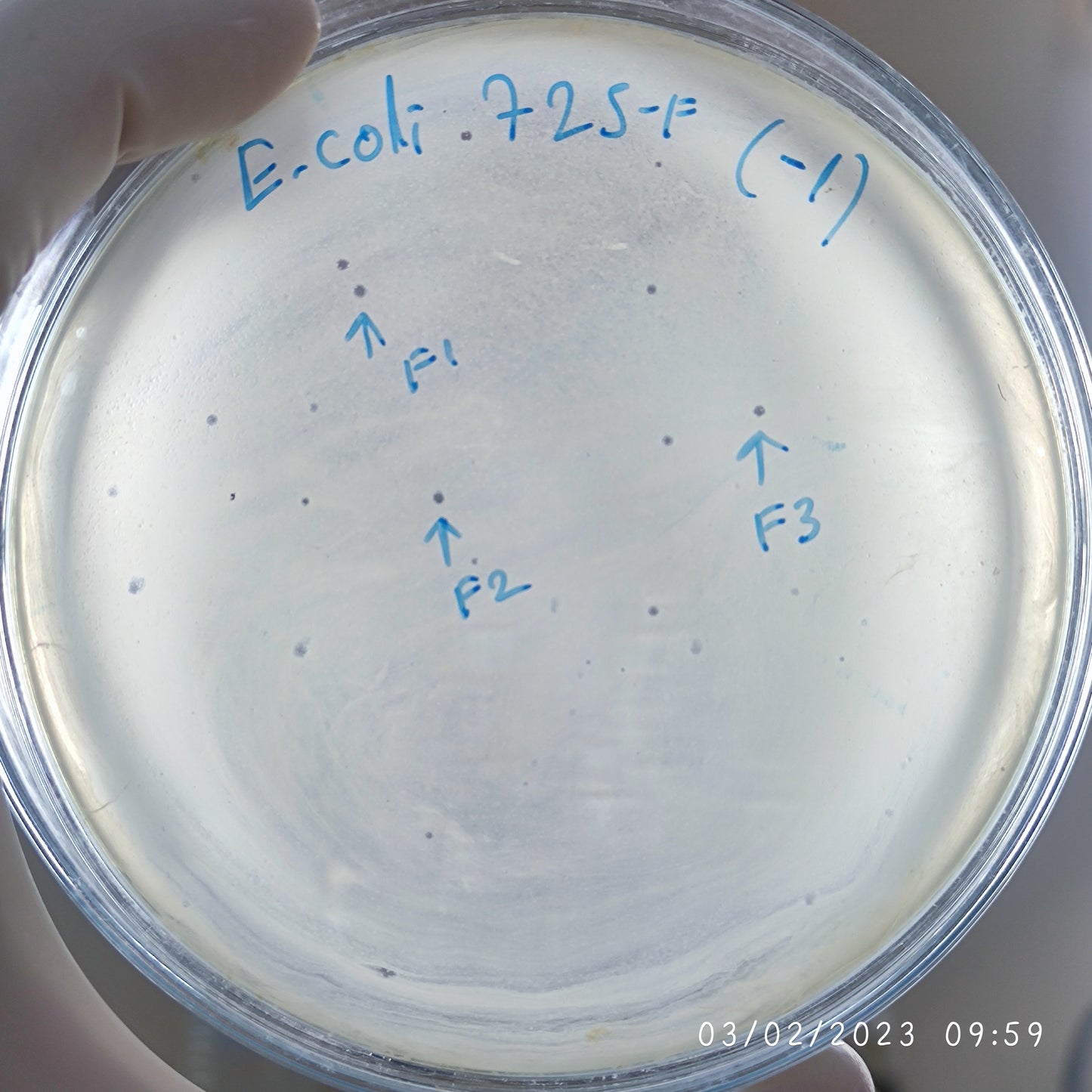 Escherichia coli bacteriophage 100725F