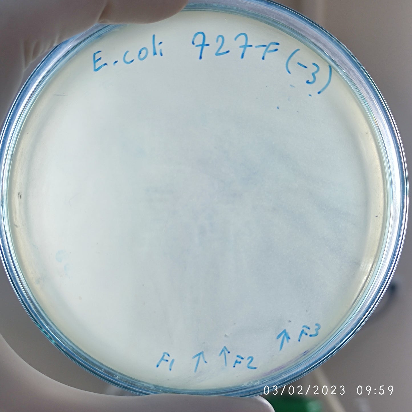 Escherichia coli bacteriophage 100727F