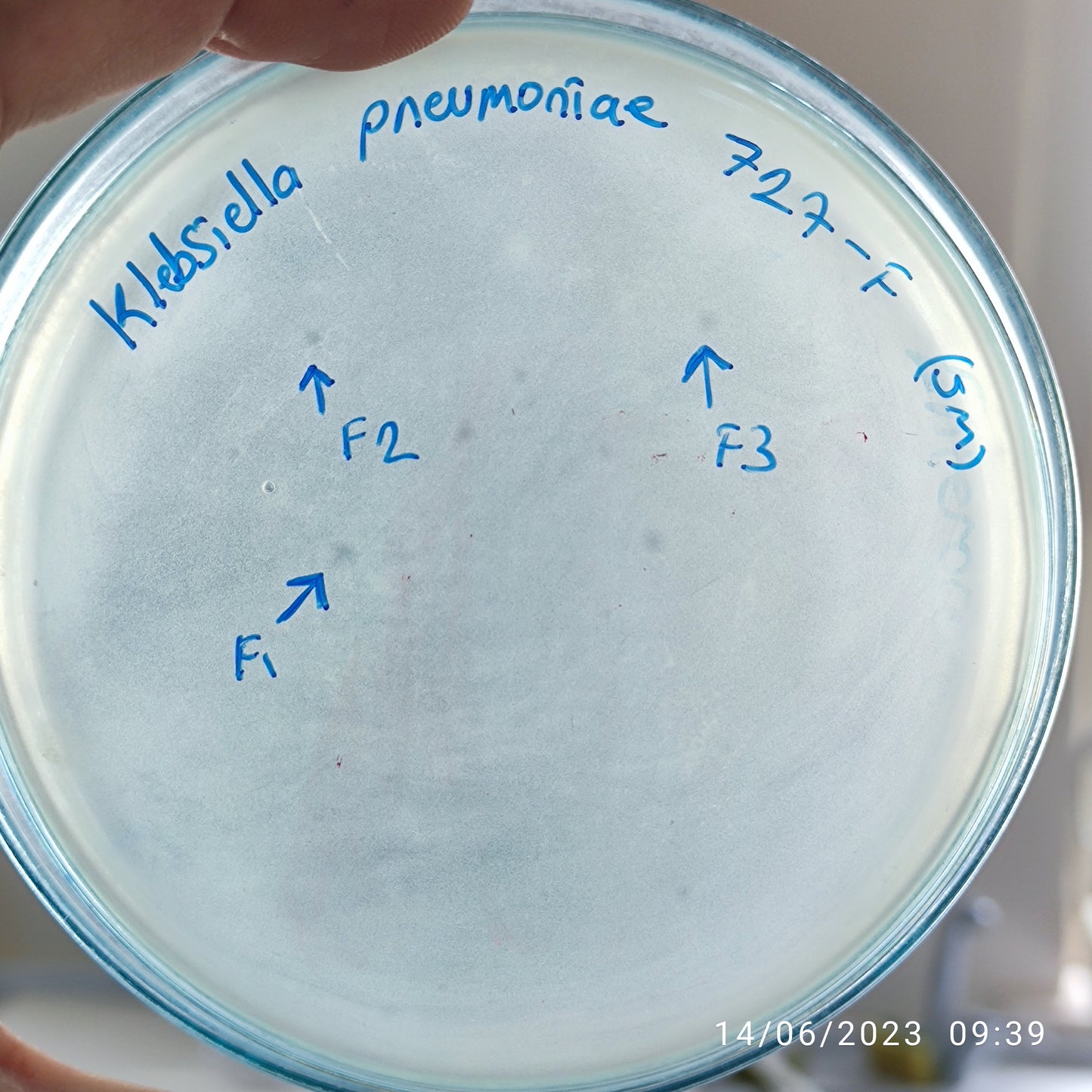 Klebsiella pneumoniae bacteriophage 180727F