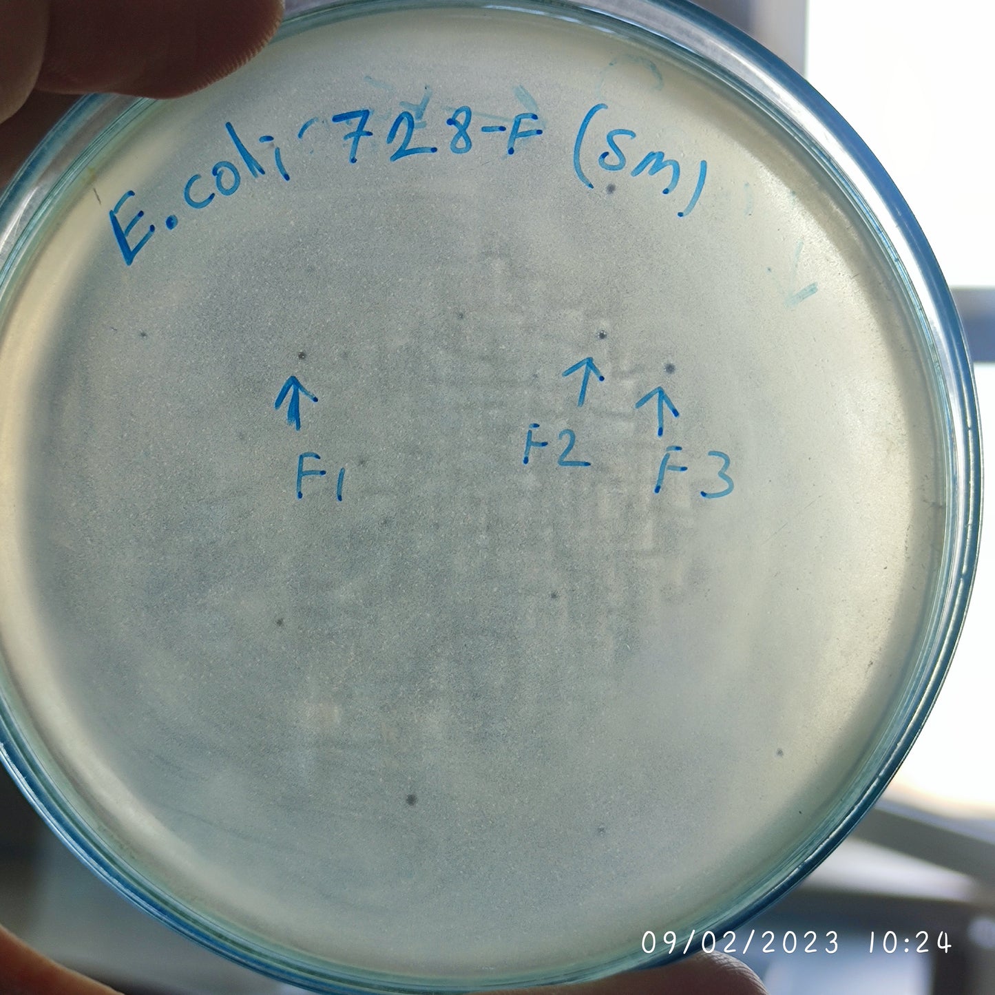 Escherichia coli bacteriophage 100728F