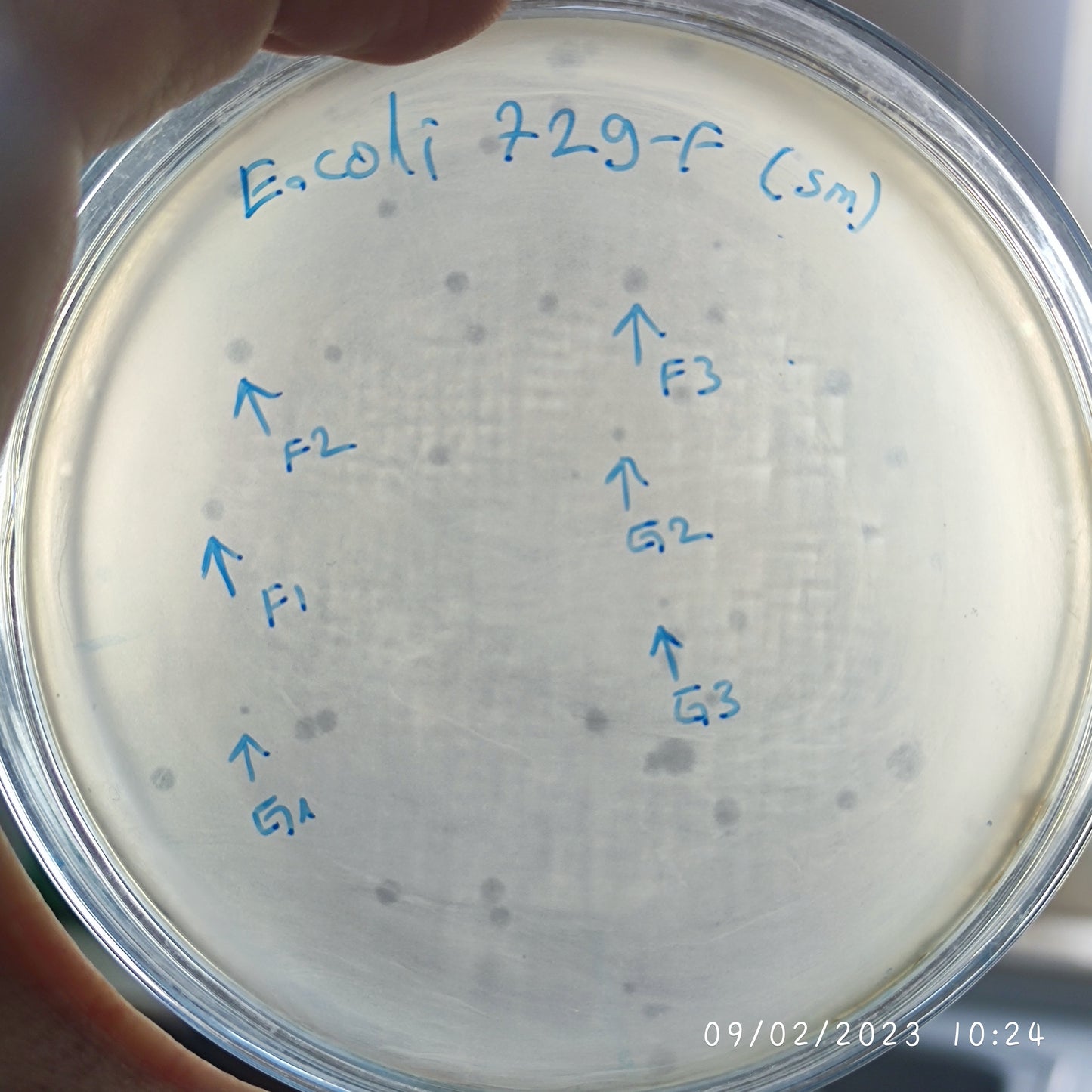 Escherichia coli bacteriophage 100729F