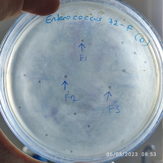 Enterococcus bacteriophage 110072F