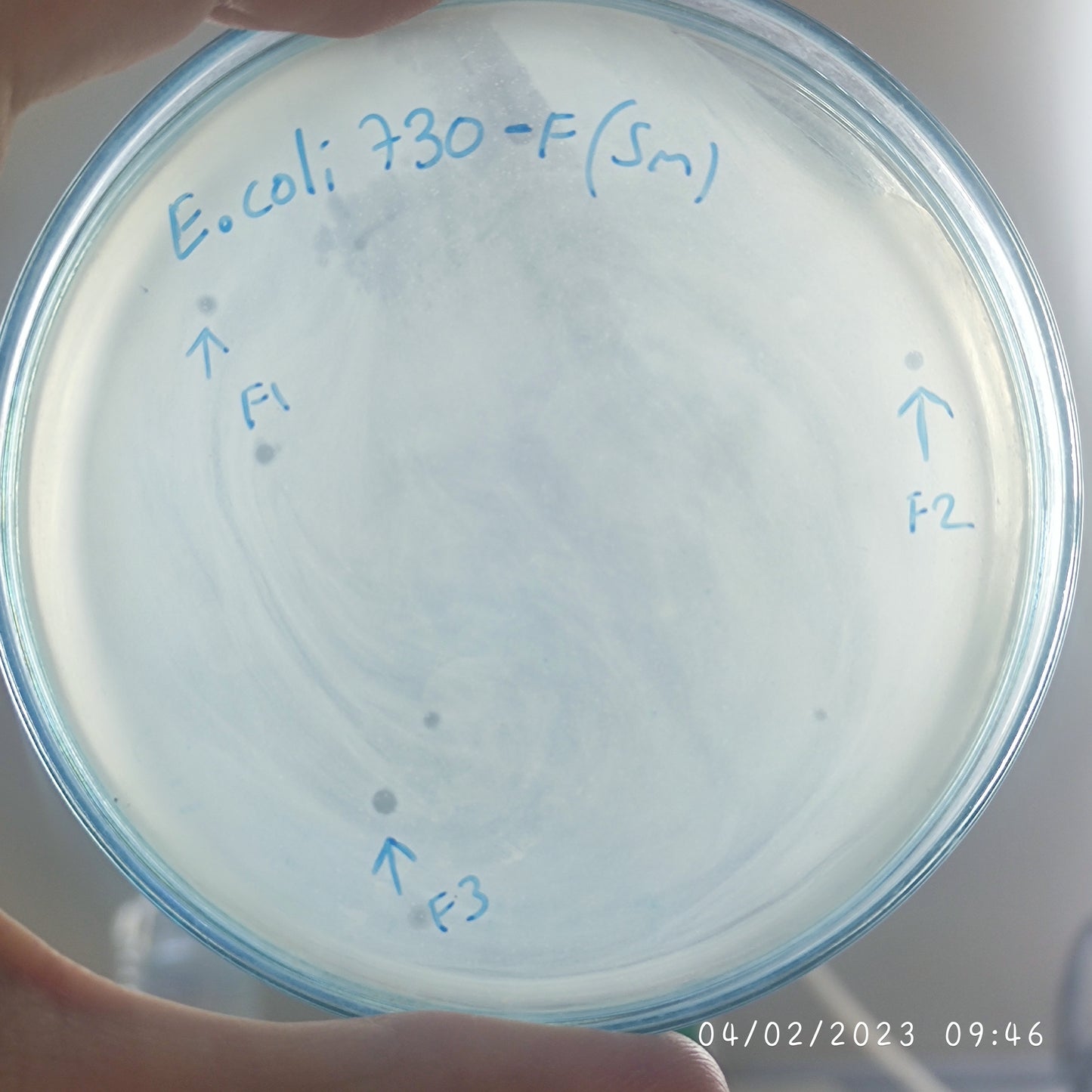 Escherichia coli bacteriophage 100730F